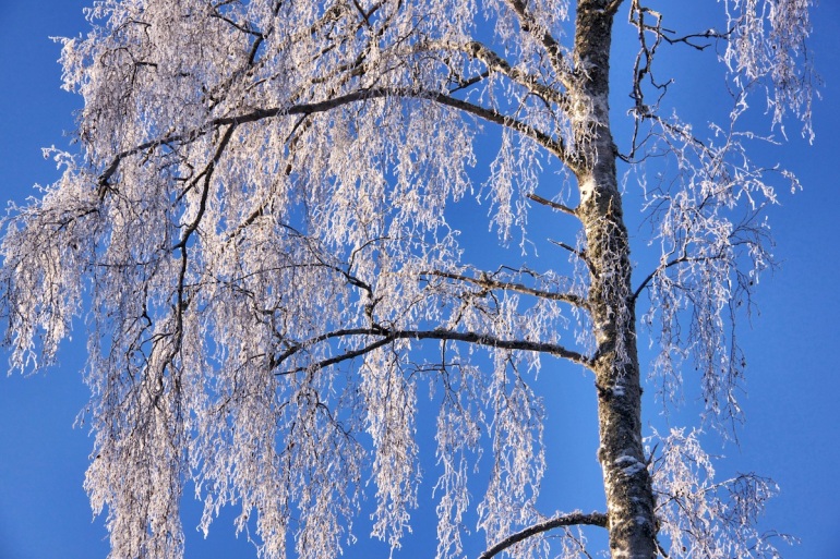 Blue sky tree